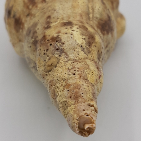 Tritons Trumpet CHARONIA TRITONIS 8 1/2" Natural Shell Large Home Decor - Picture 7 of 7